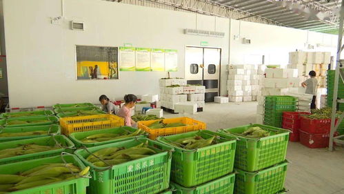 全力推进粤港澳大湾区肇庆怀集绿色农副产品集散基地建设